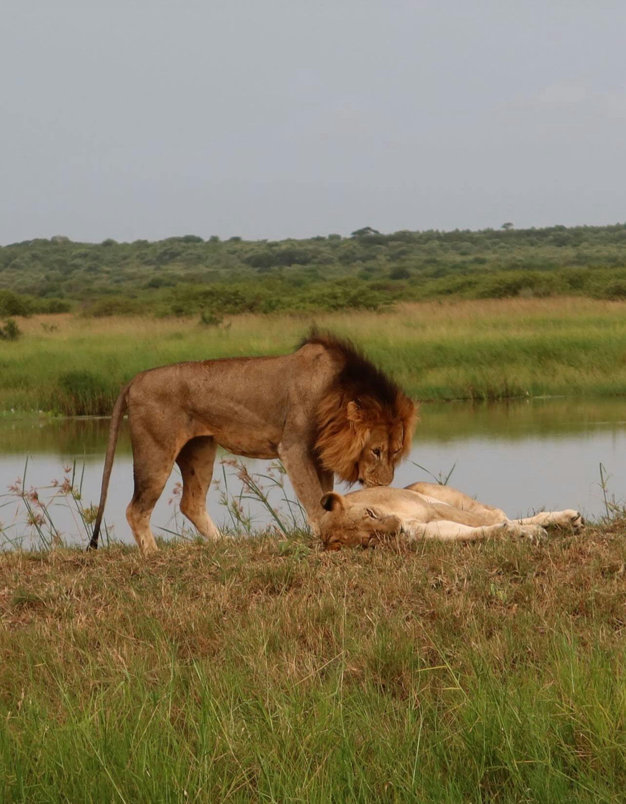 Lion and lioness at Phinda 