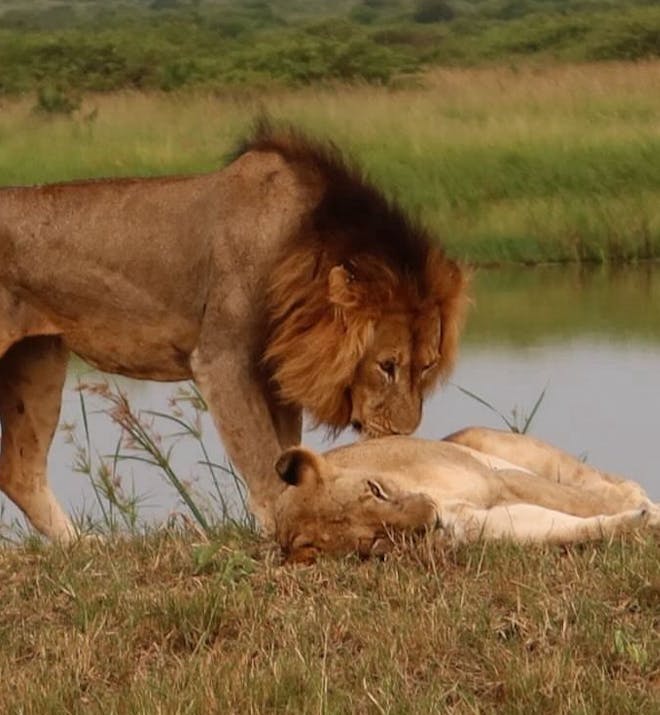 Lion and lioness at Phinda