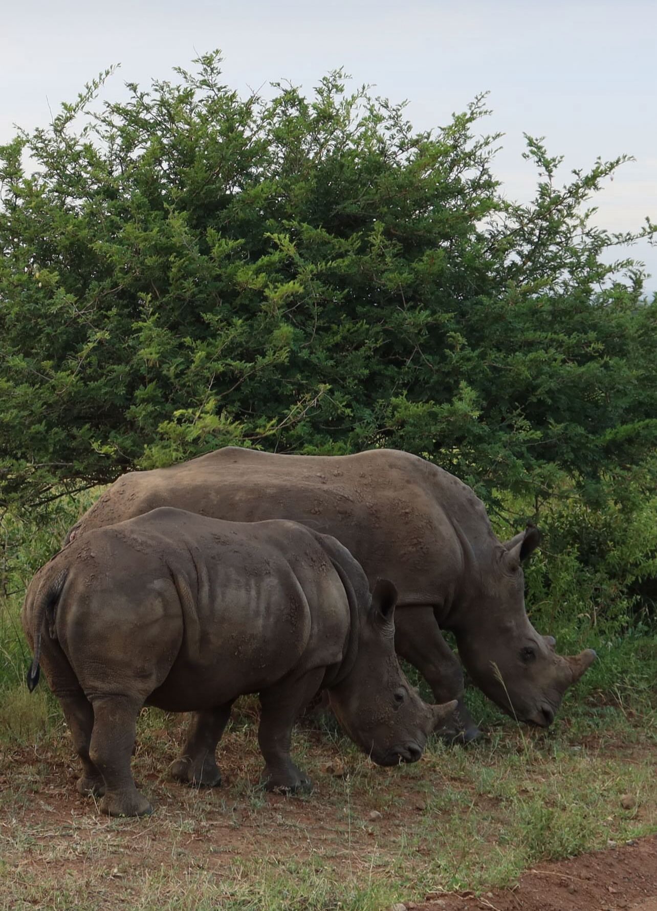 Rhinos at Phinda 