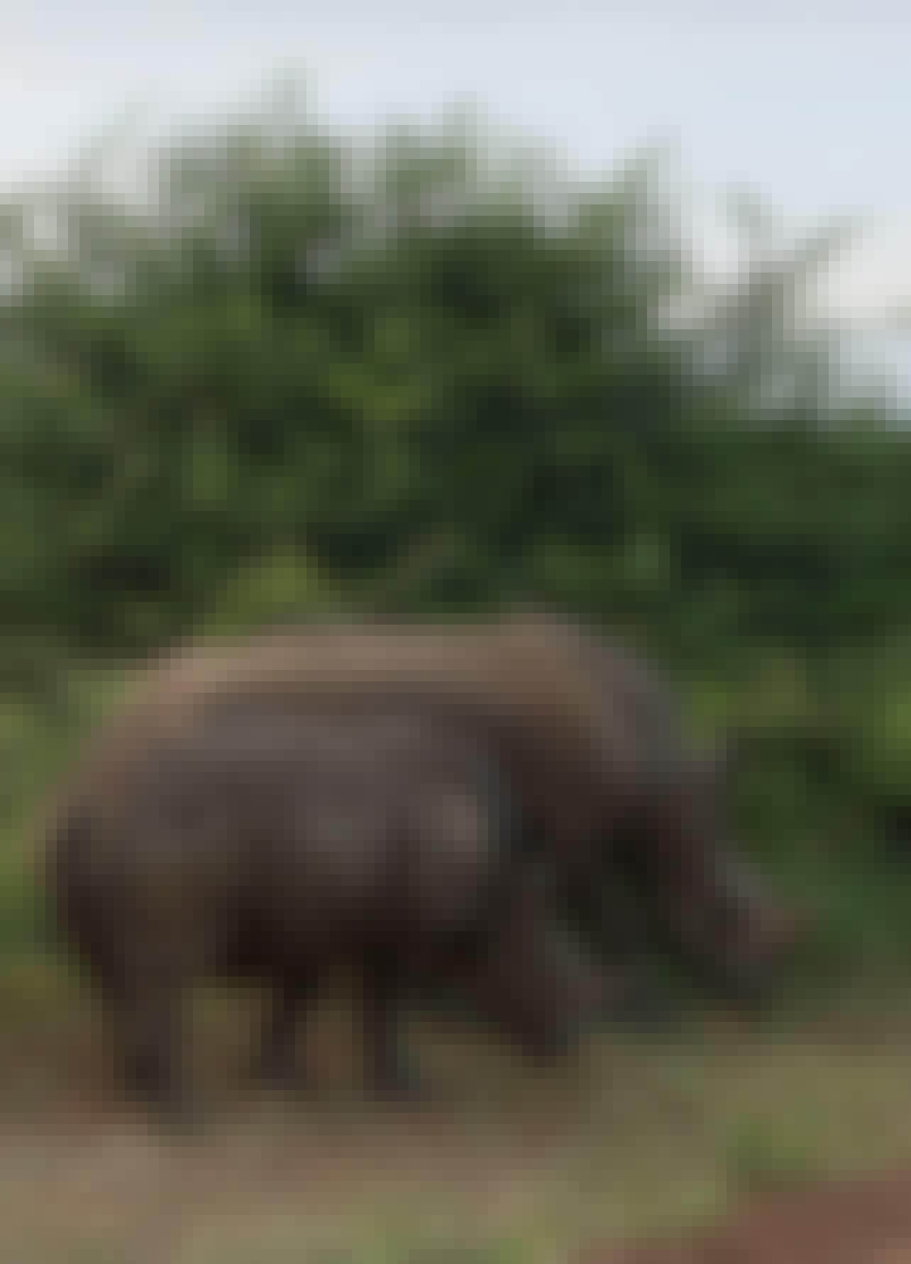 Rhinos at Phinda 