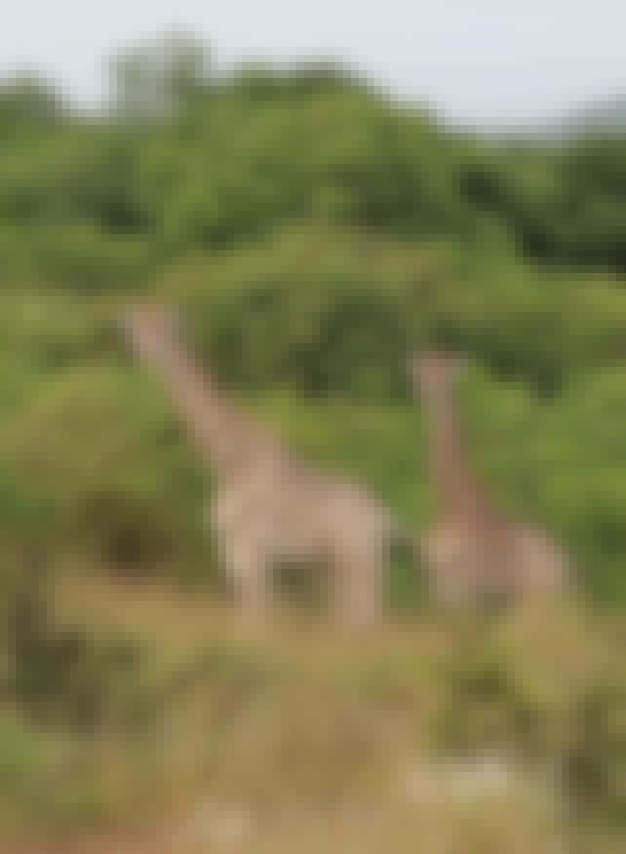 Giraffe's at Phinda 