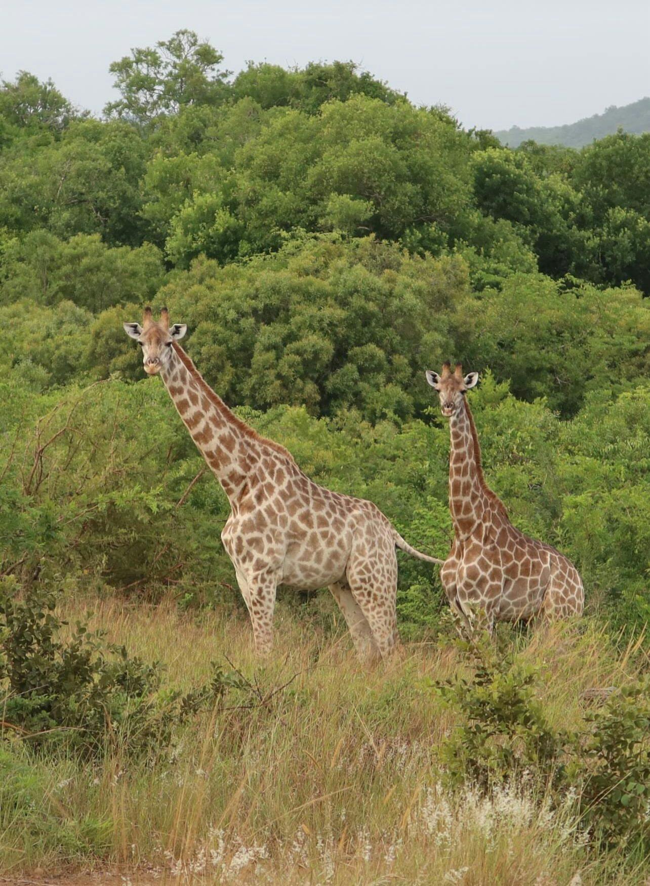 Giraffe's at Phinda 