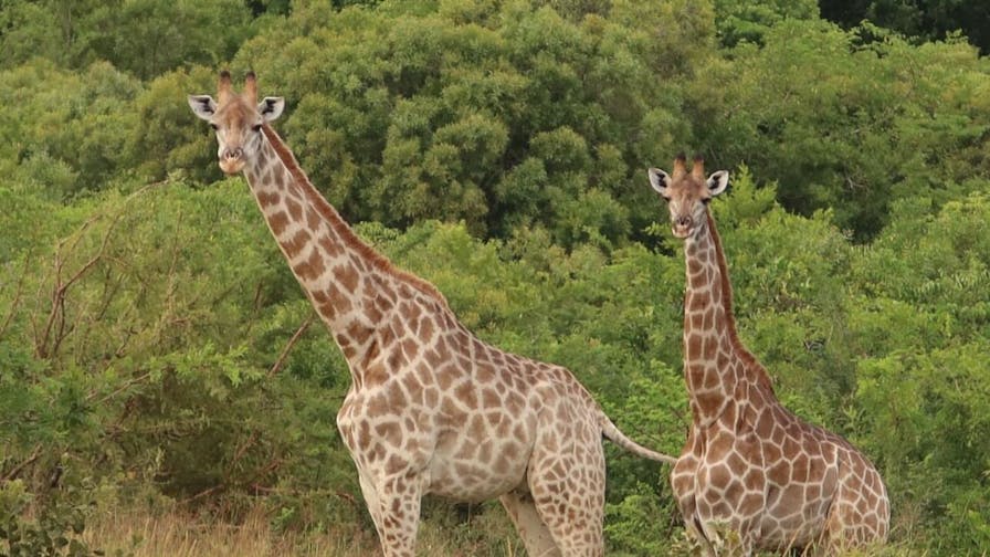 Giraffe's at Phinda