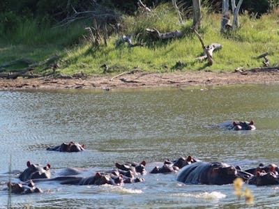 Hippo's at Phinda
