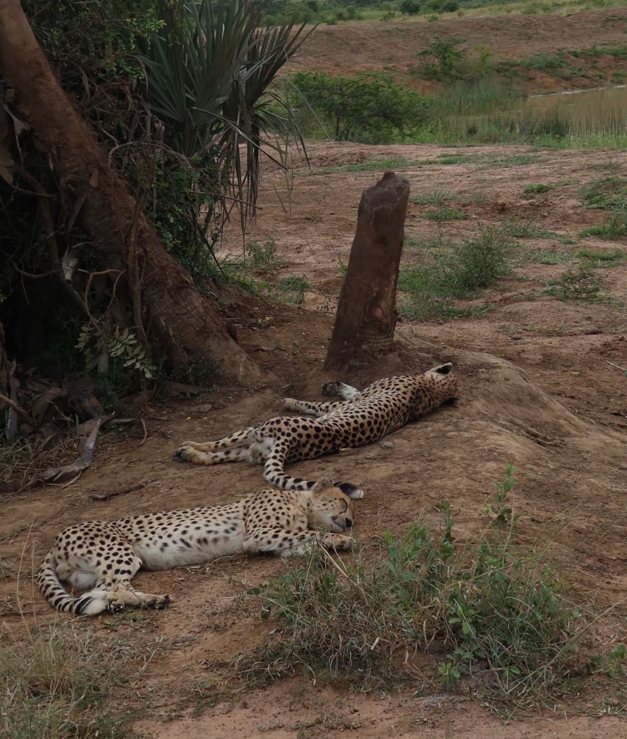 Two cheetahs sleeping at Phinda 