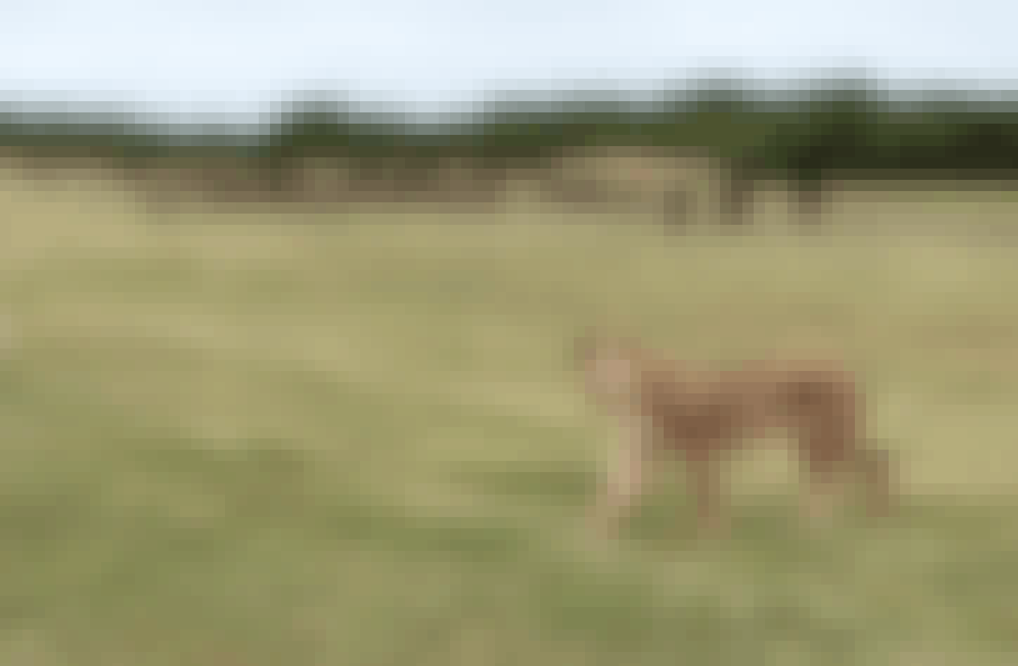 A lioness stalking wildebeest at Phinda 