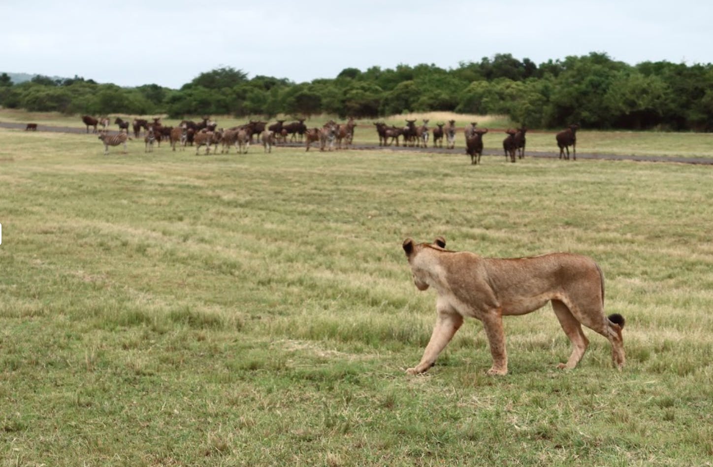 A lioness stalking wildebeest at Phinda 