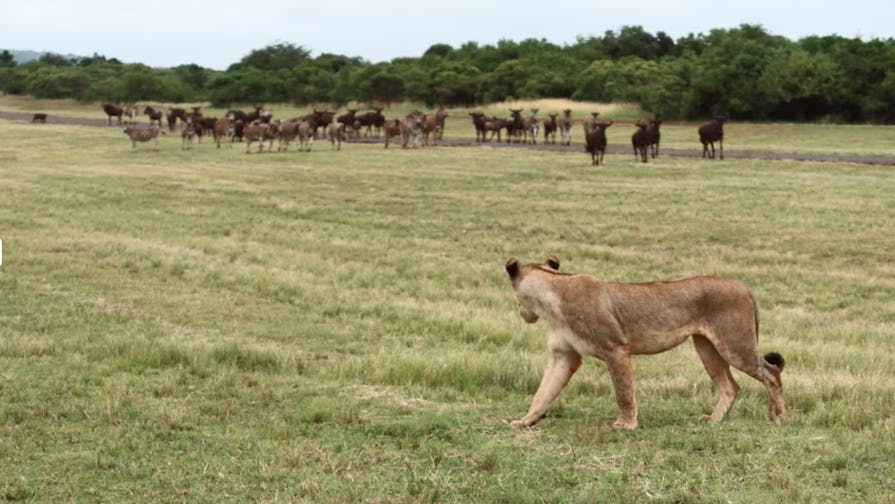 A lioness stalking wildebeest at Phinda
