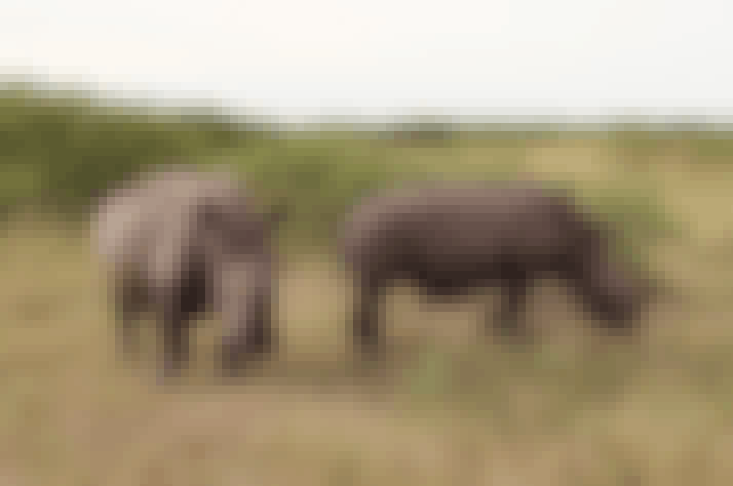Two rhino's at Phinda 