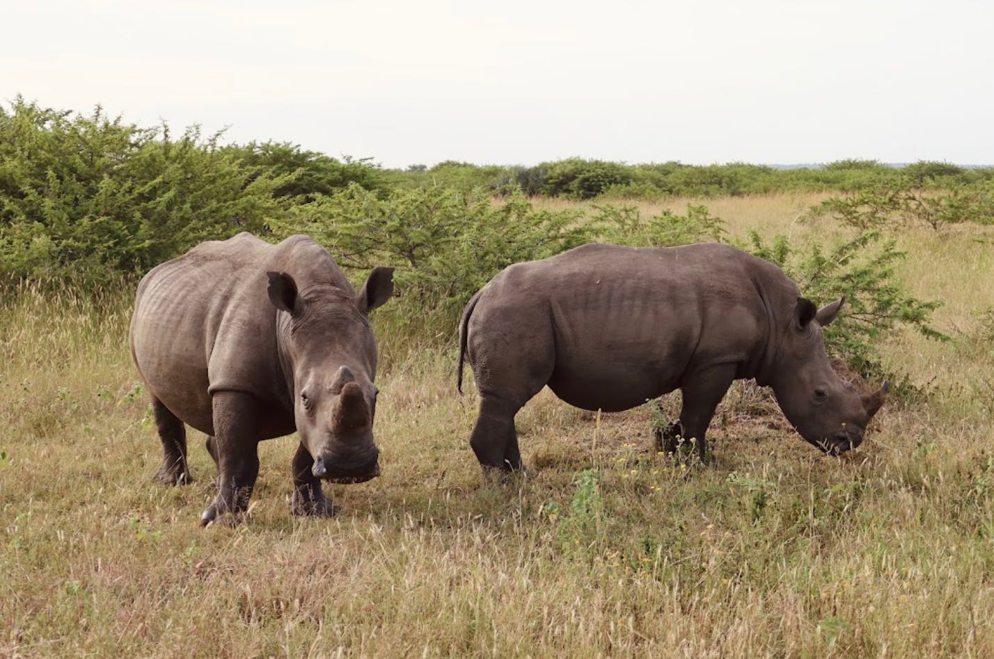Two rhino's at Phinda 
