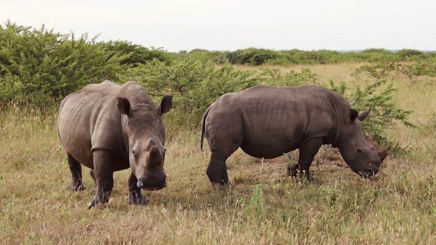 Two rhino's at Phinda