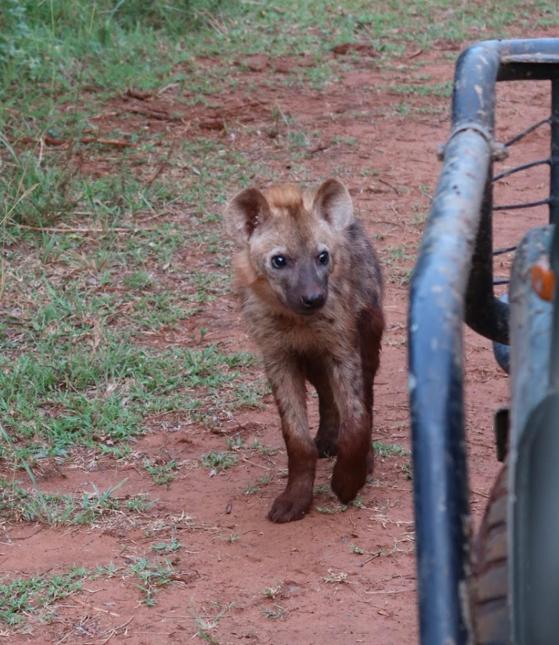 A hyena walking a long a vehicle at Phinda 