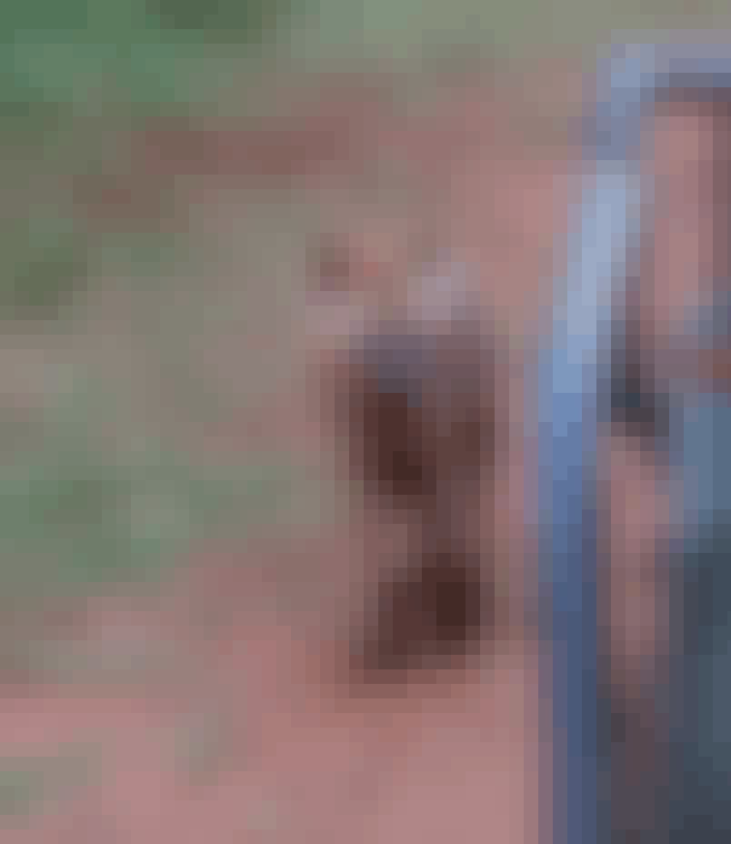 A hyena walking a long a vehicle at Phinda 