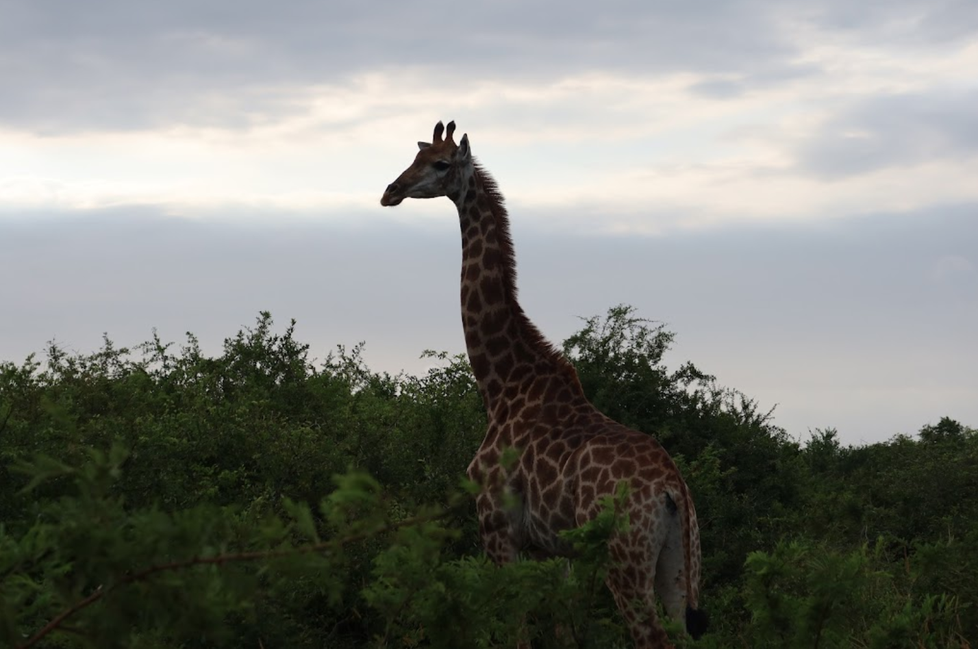 A giraffe at Phinda 