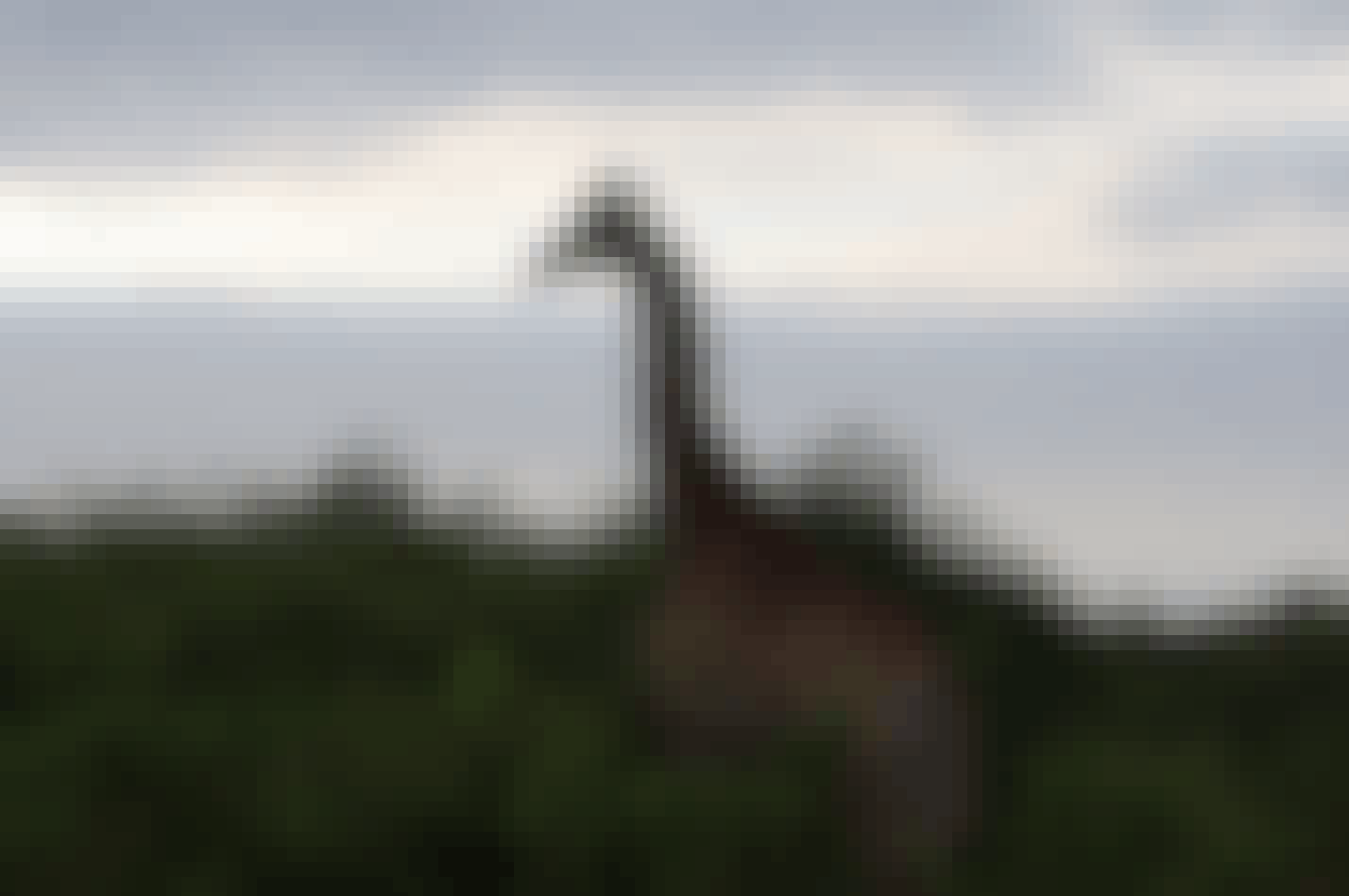 A giraffe at Phinda 