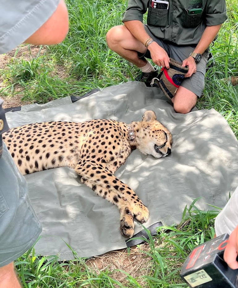 A sedated cheetah being collared at Phinda 