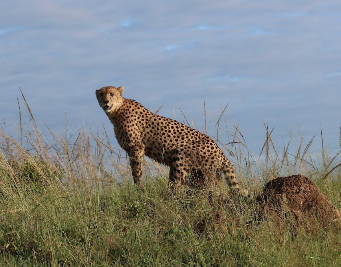 A cheetah at Phinda 