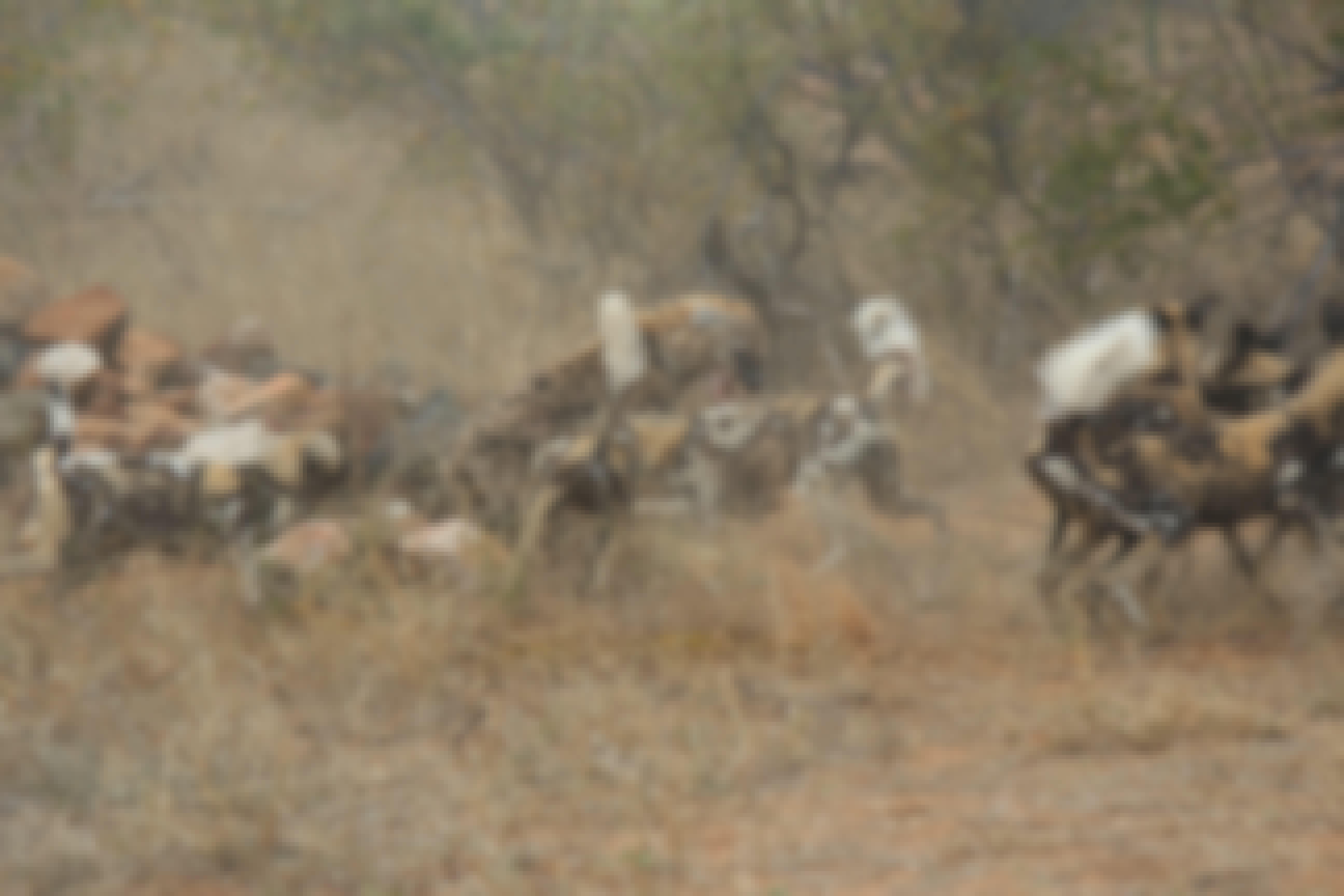 Christopher McMahon: A pack of wild dogs
