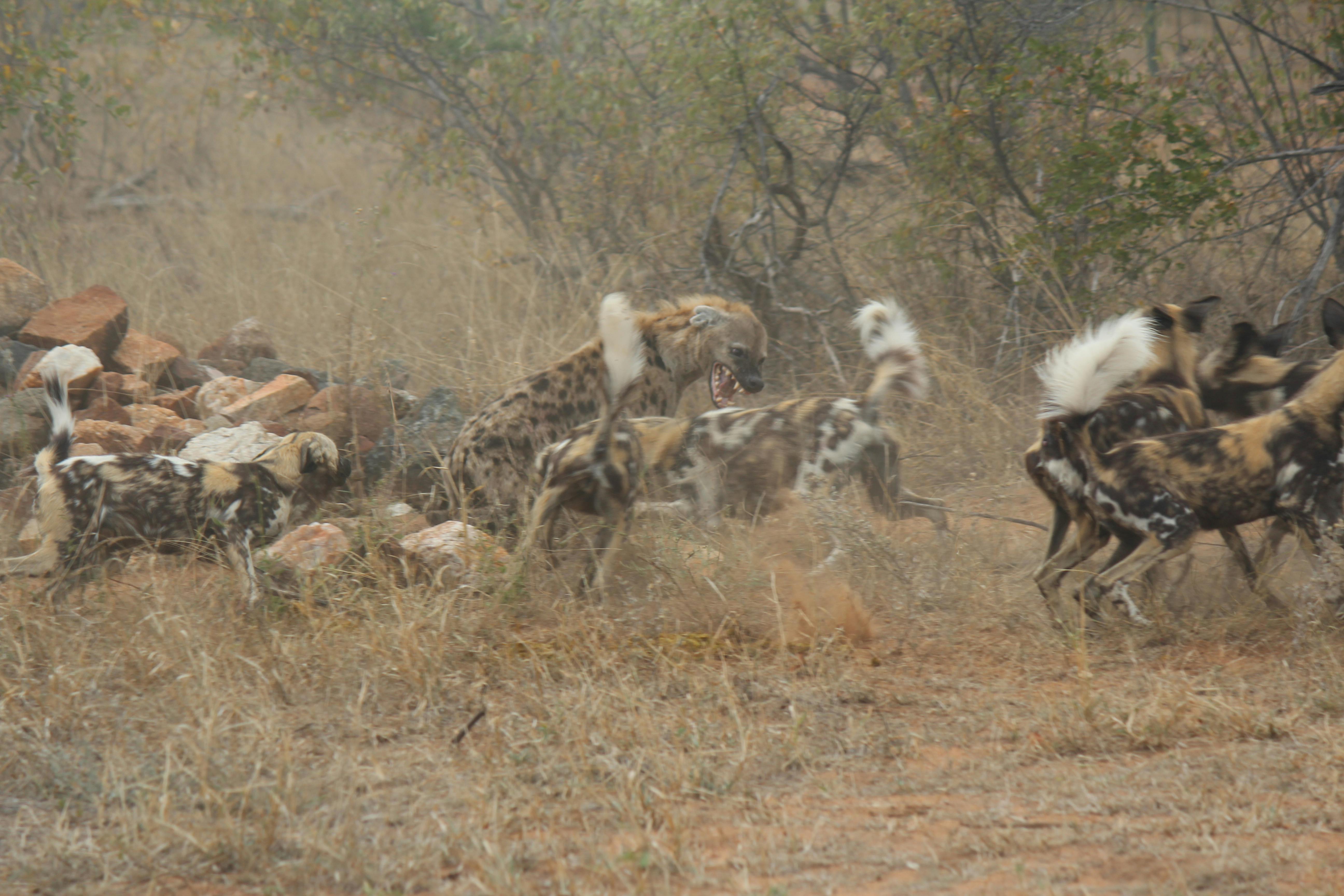 Christopher McMahon: A pack of wild dogs
