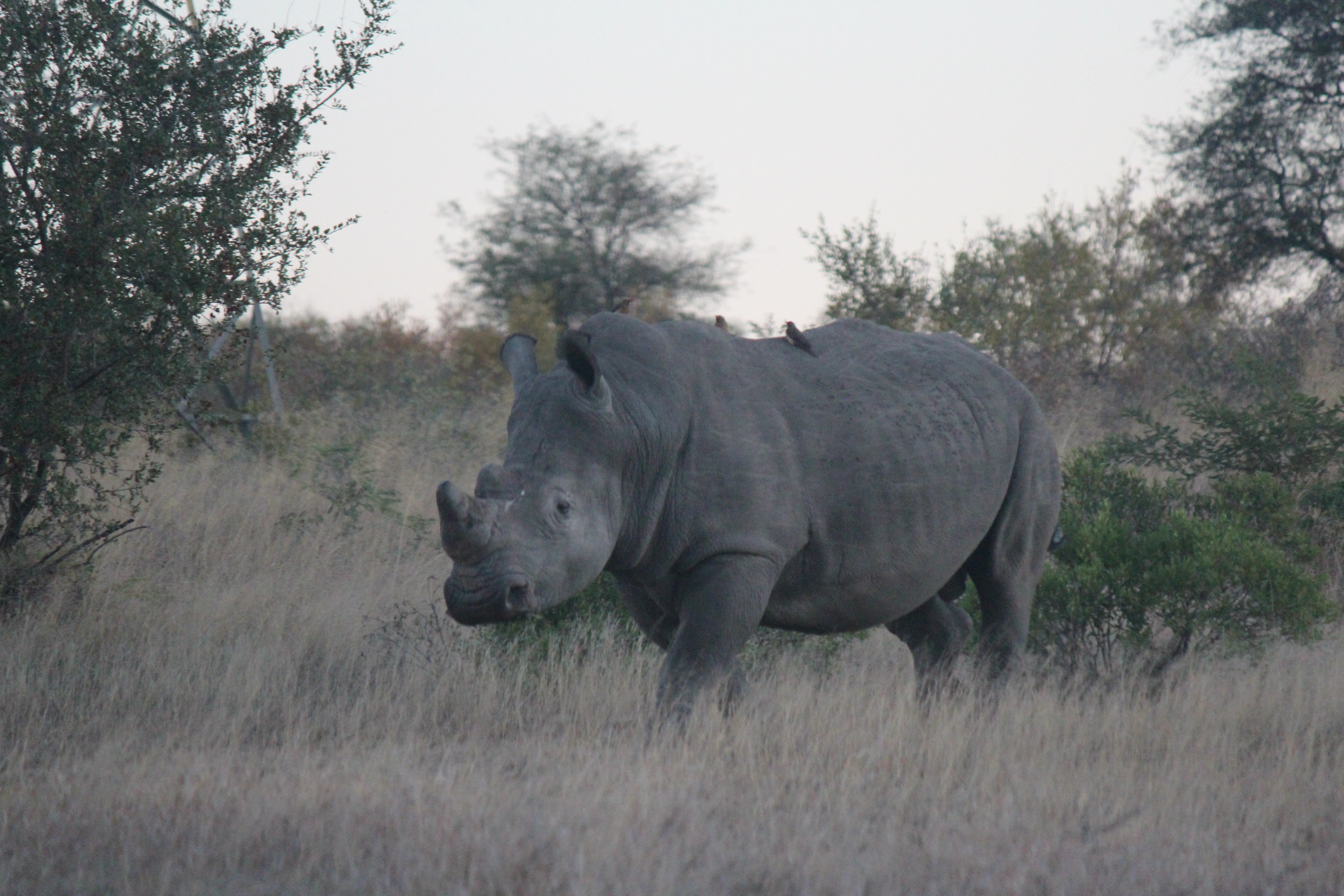 Christopher McMahon: A rhino