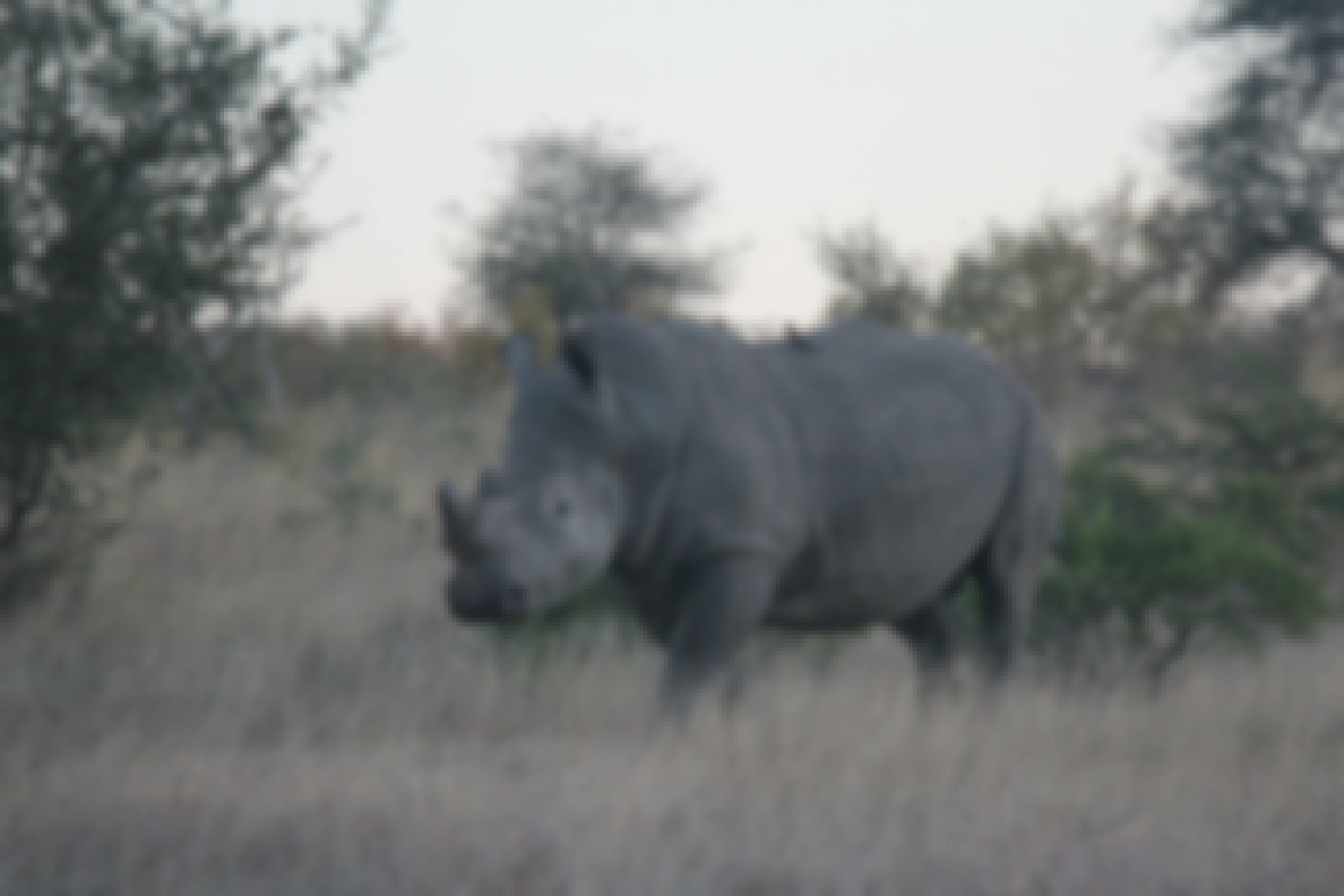 Christopher McMahon: A rhino