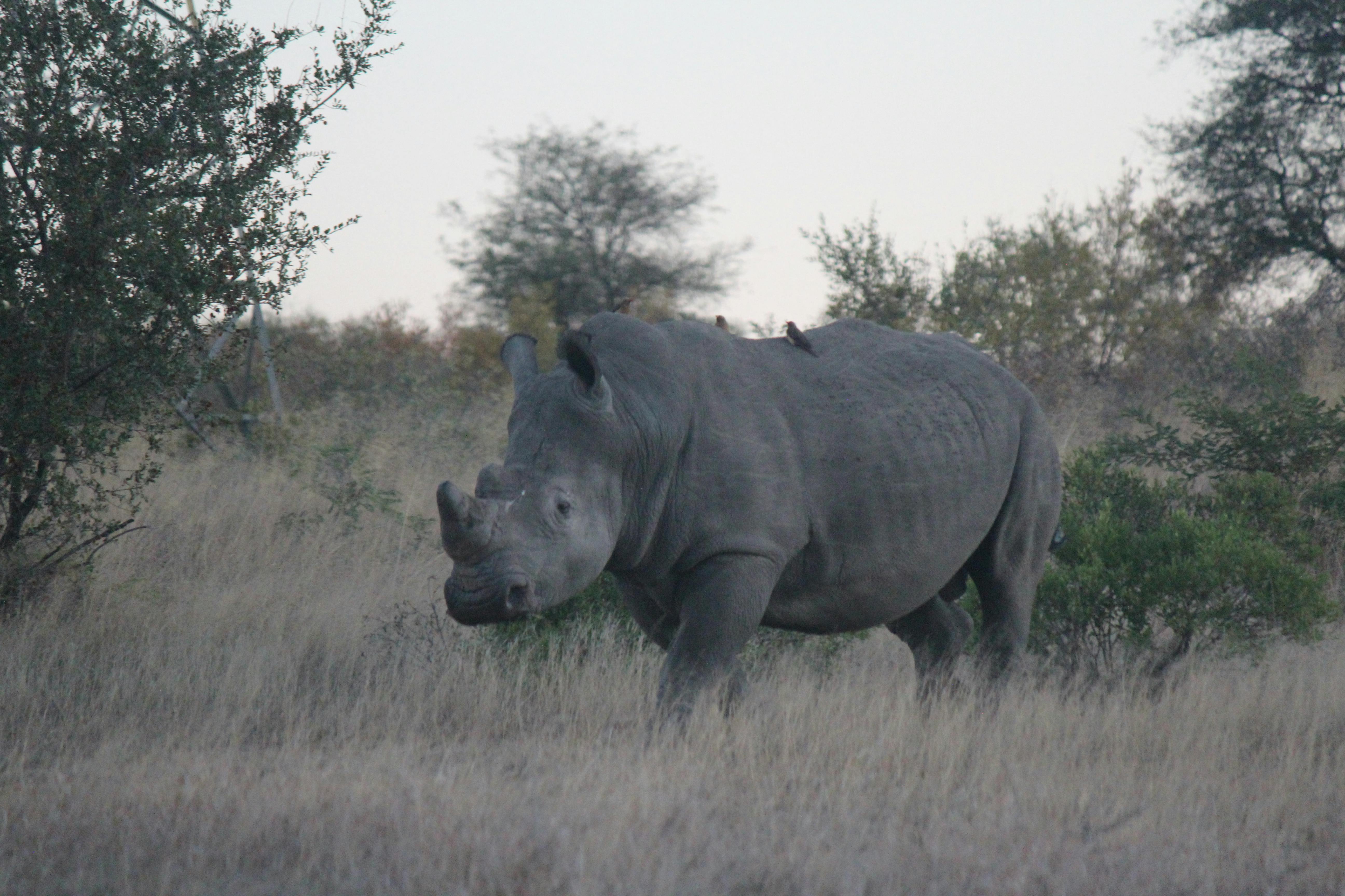 Christopher McMahon: A rhino
