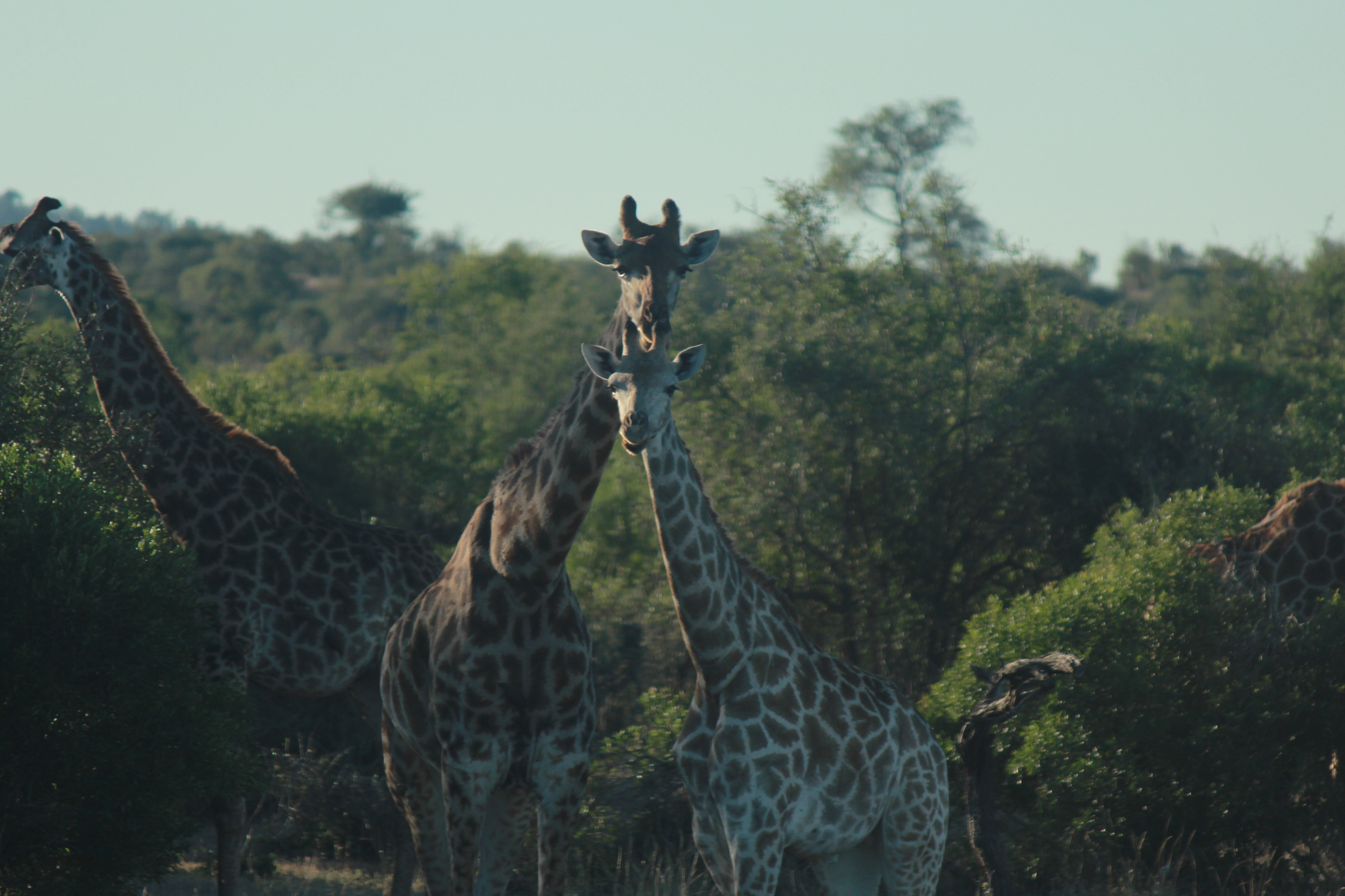 Christopher McMahon: A group of giraffe 