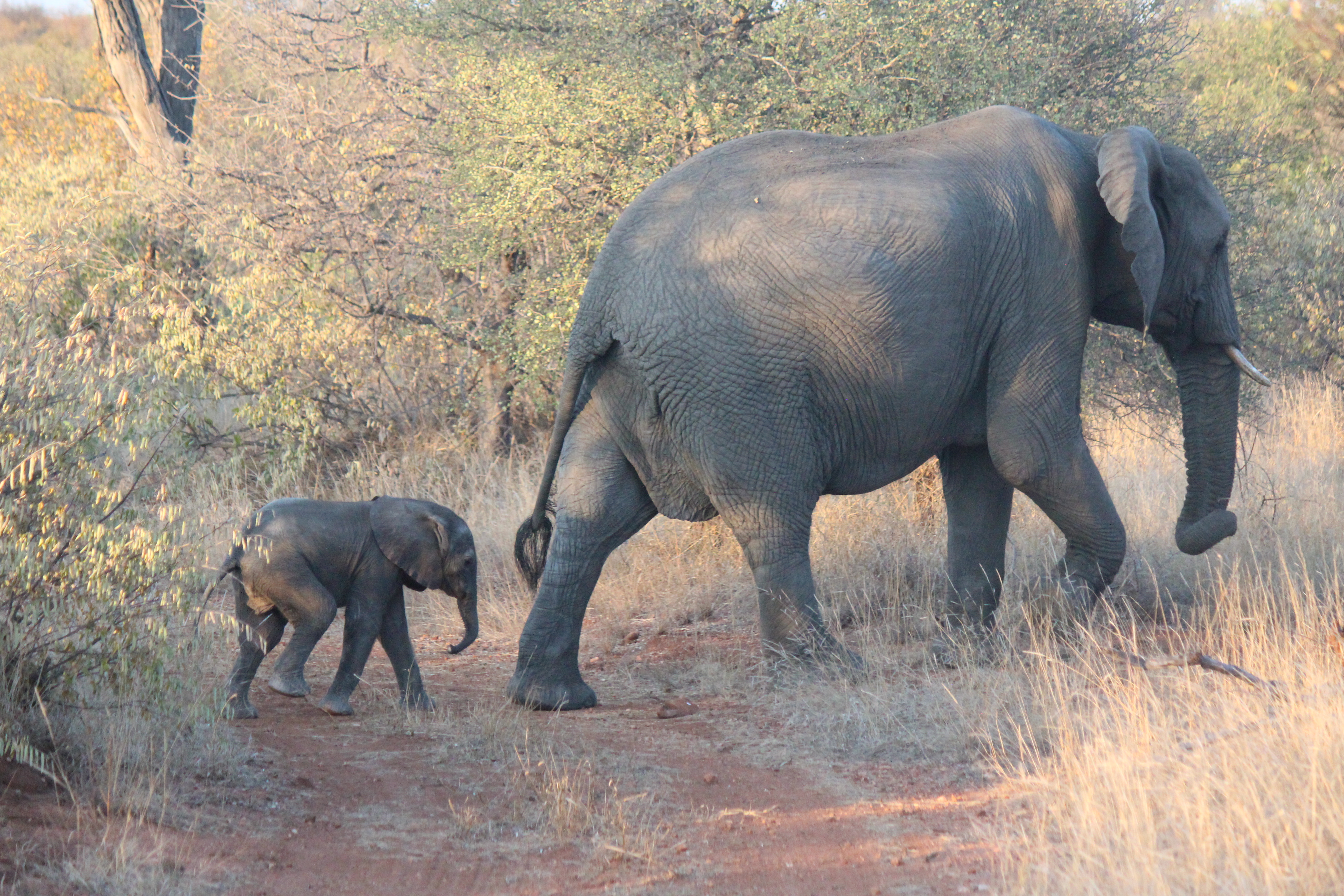 Christopher McMahon: an elephant and its baby