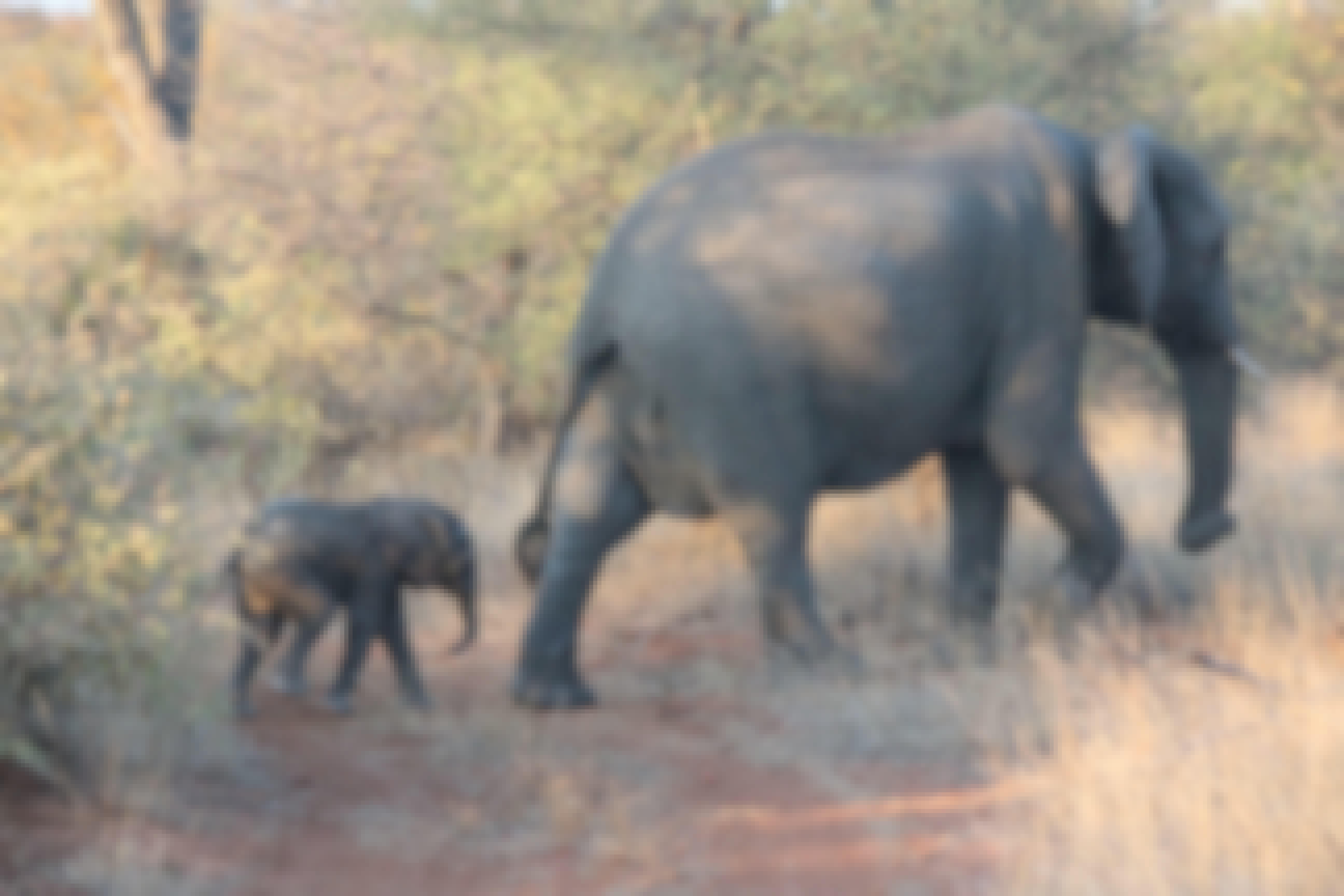 Christopher McMahon: an elephant and its baby