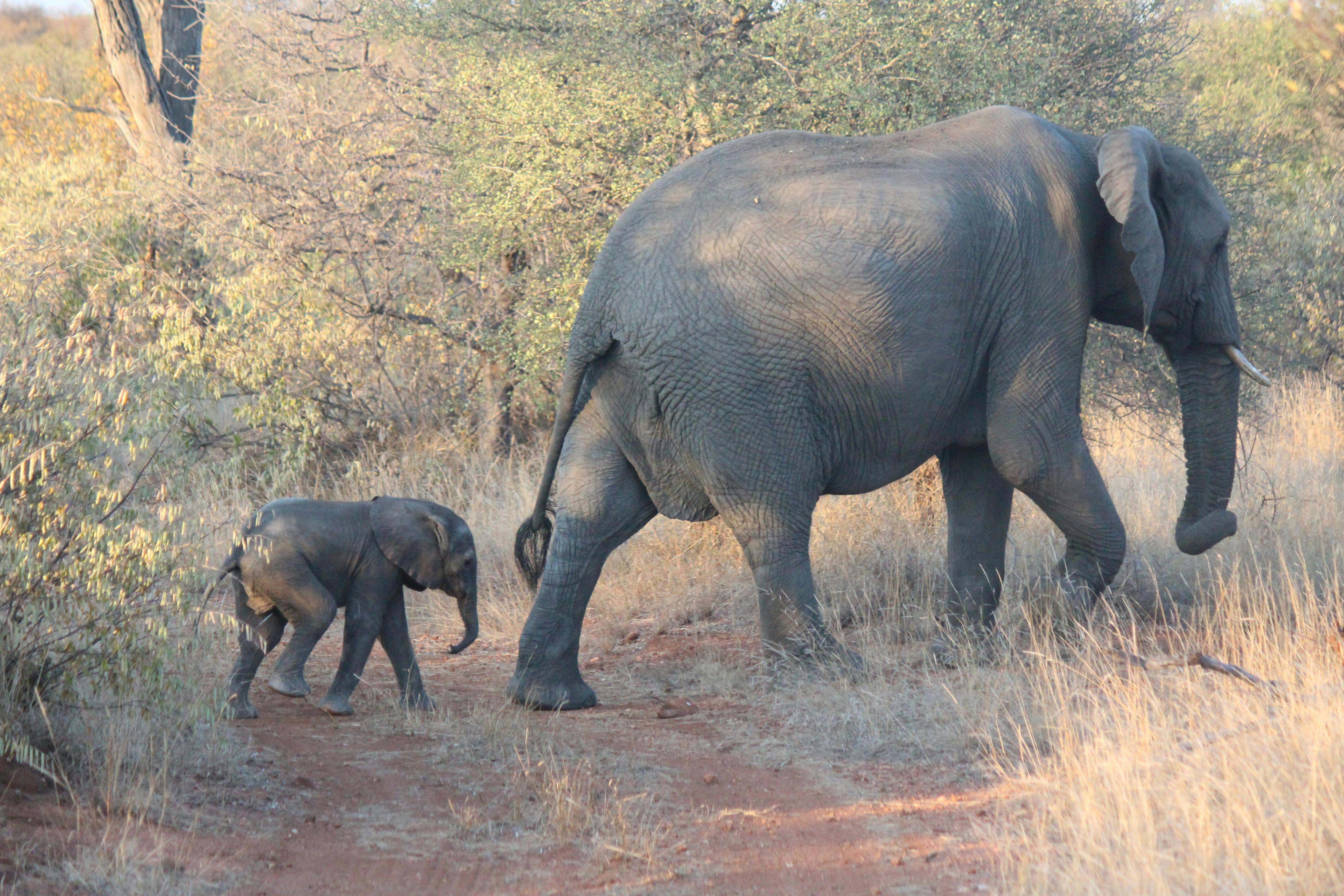 Christopher McMahon: an elephant and its baby