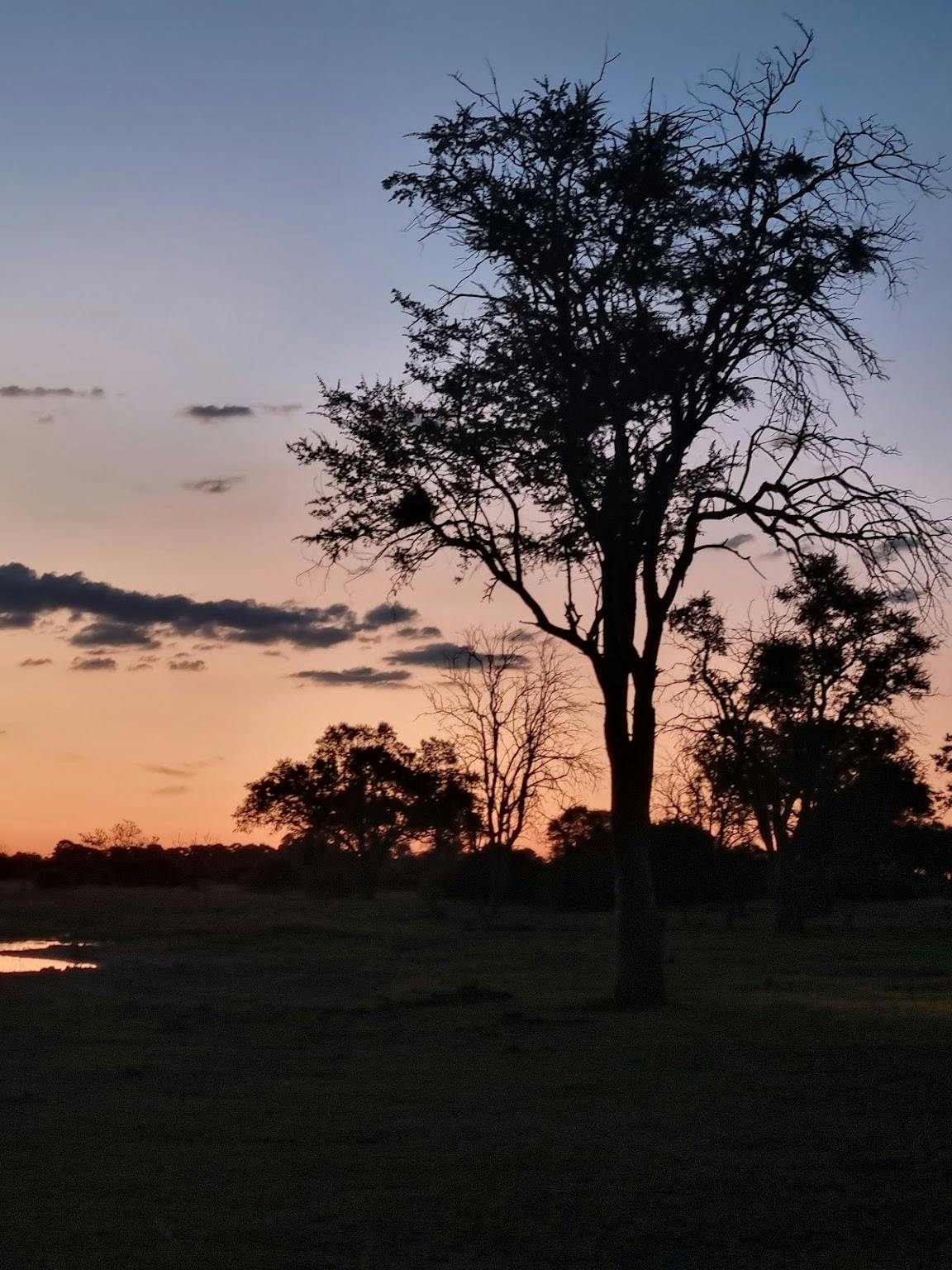 Margaret Houghton: A landscape in Okavango
