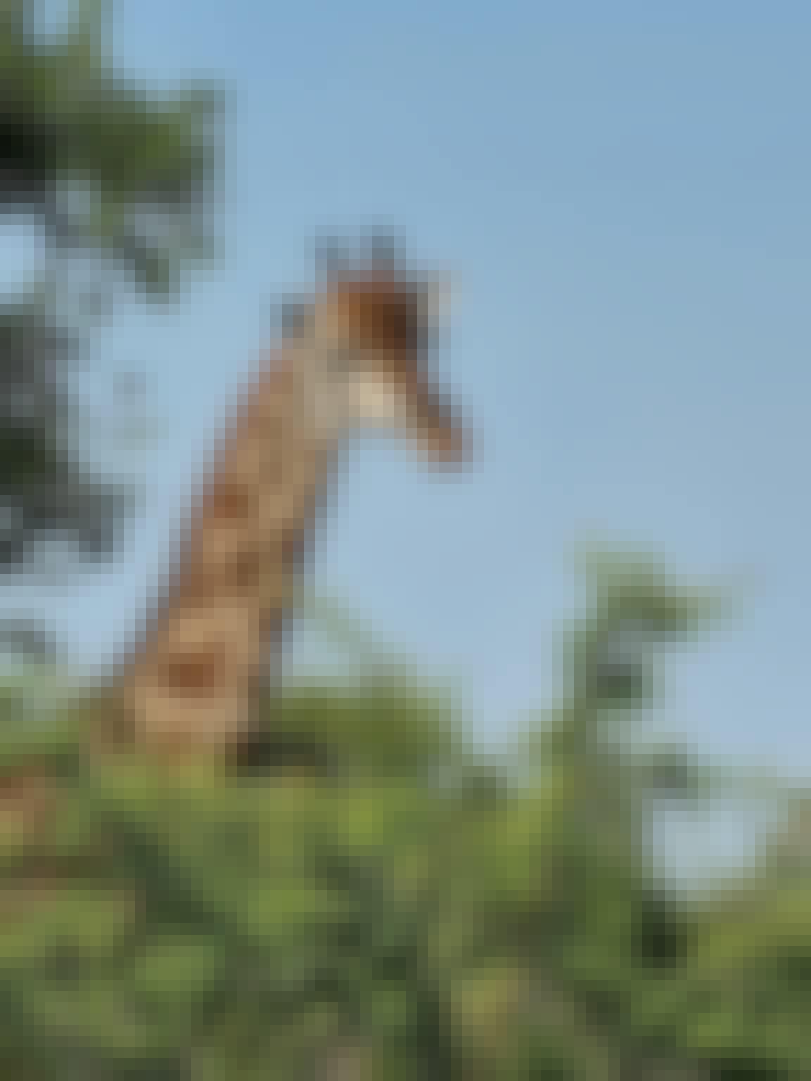 Margaret Houghton: Giraffe in the Okavango