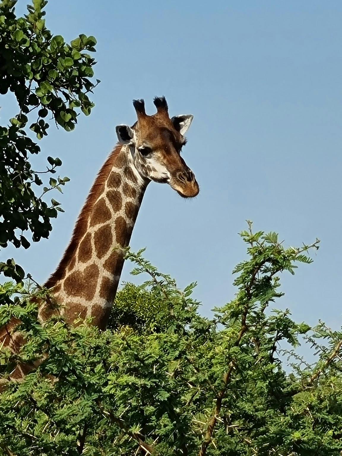 Margaret Houghton: Giraffe in the Okavango