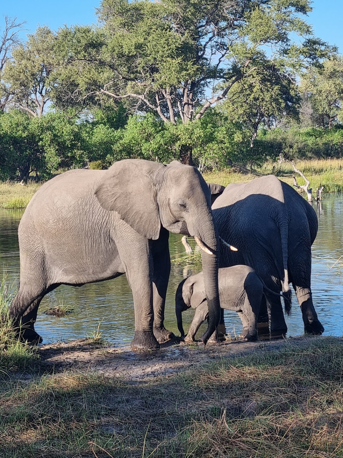 Margaret Houghton: elephant family in the Okavango