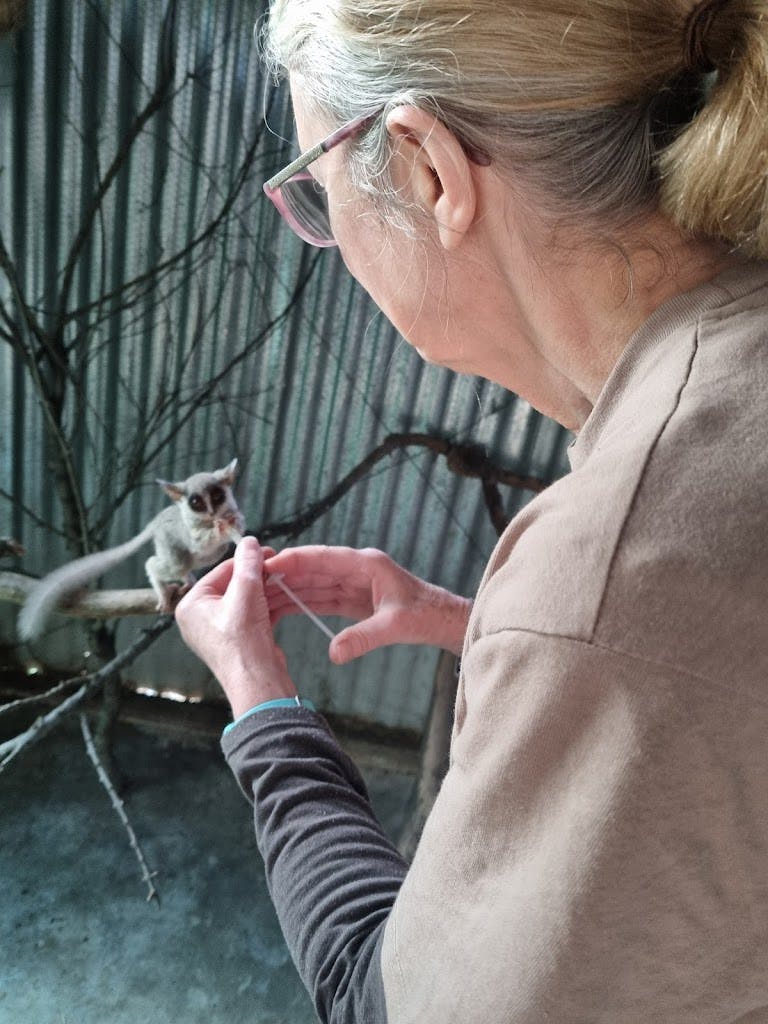 Margaret Houghton: Female volunteer feeding a bushbaby