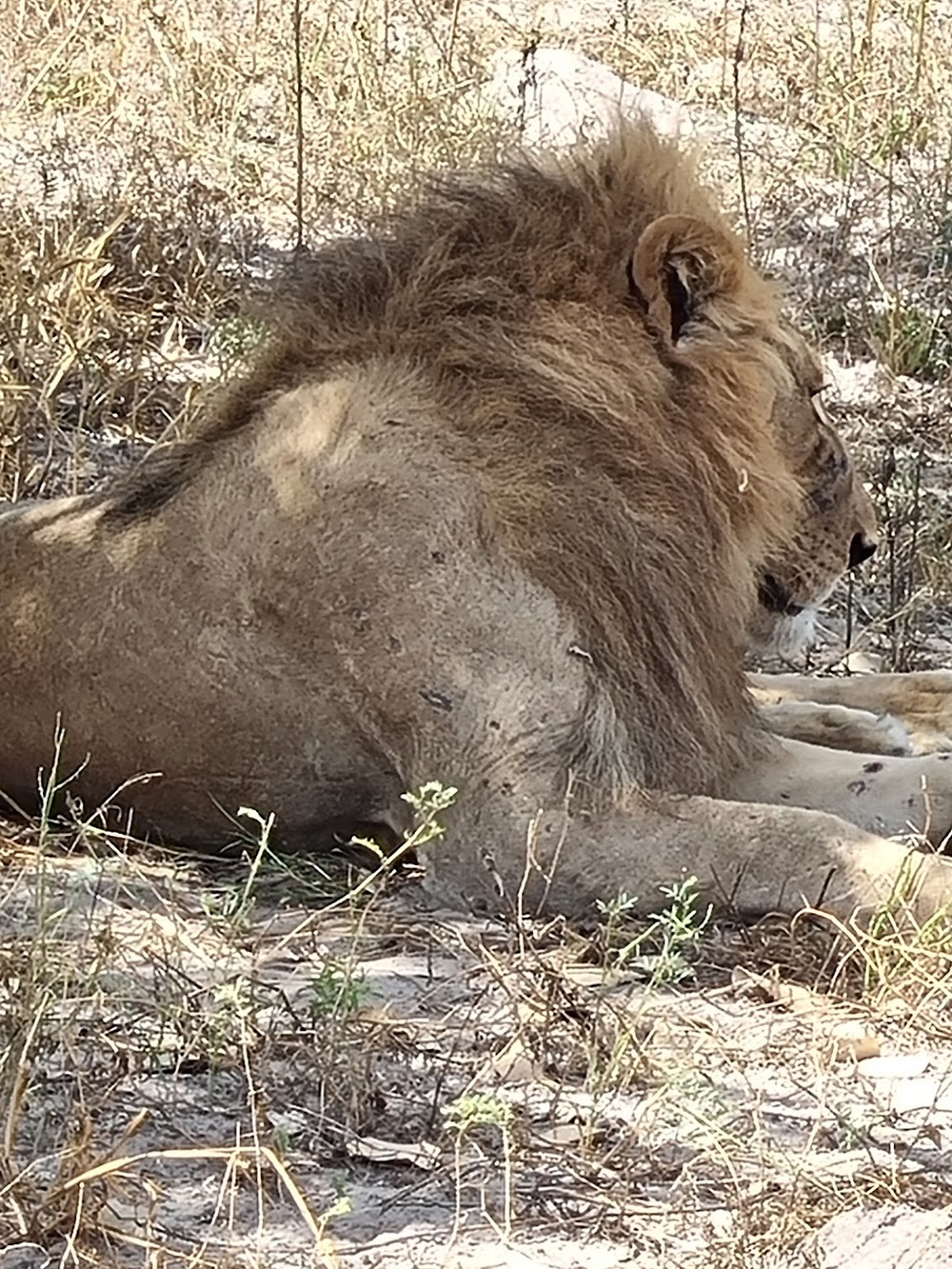 Margaret Houghton: A lion in Moholoholo