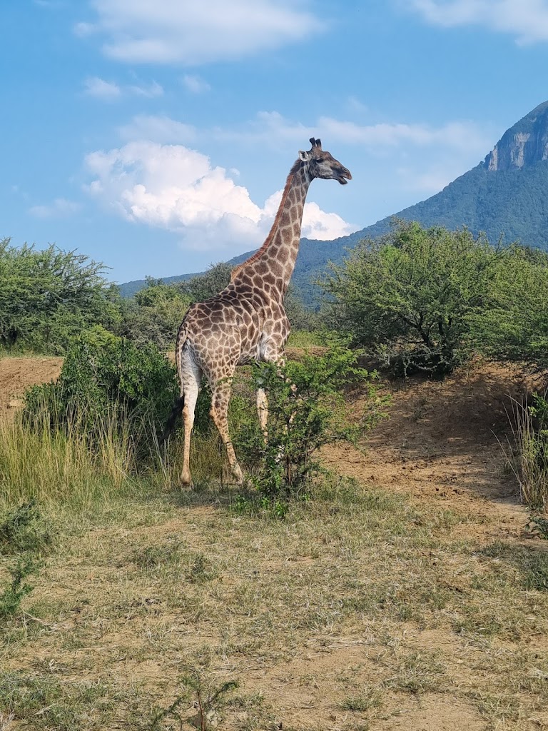 Margaret Houghton: A giraffe in the bush at Moholoholo
