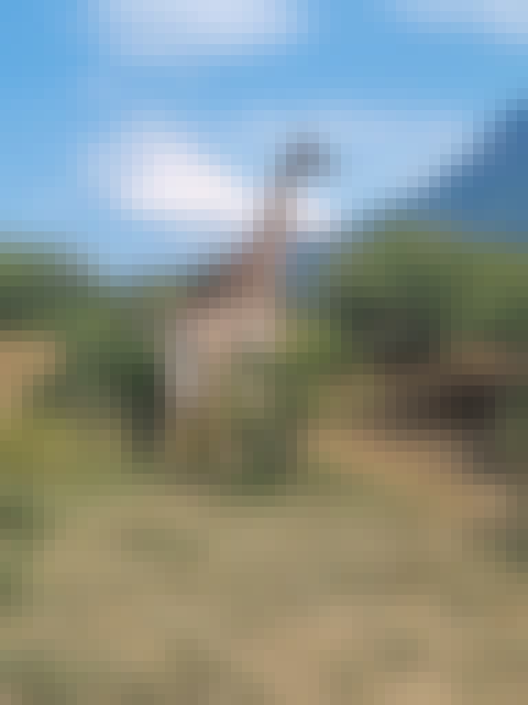 Margaret Houghton: A giraffe in the bush at Moholoholo