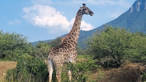 Margaret Houghton: A giraffe in the bush at Moholoholo