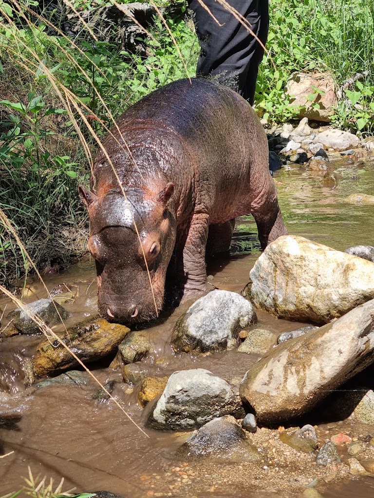 Margaret Houghton: A baby hippo at Moholoholo 