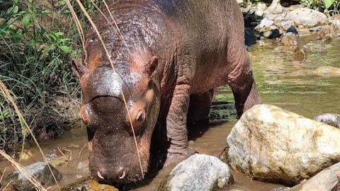 Margaret Houghton: A baby hippo at Moholoholo