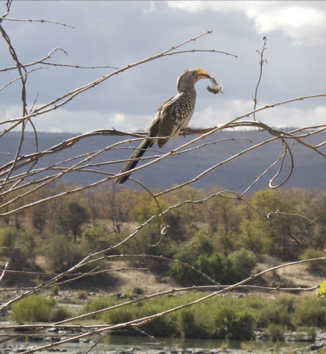 Hornbill in tree Kruger
