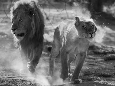Mark and Jean Skilling: Male and female lion