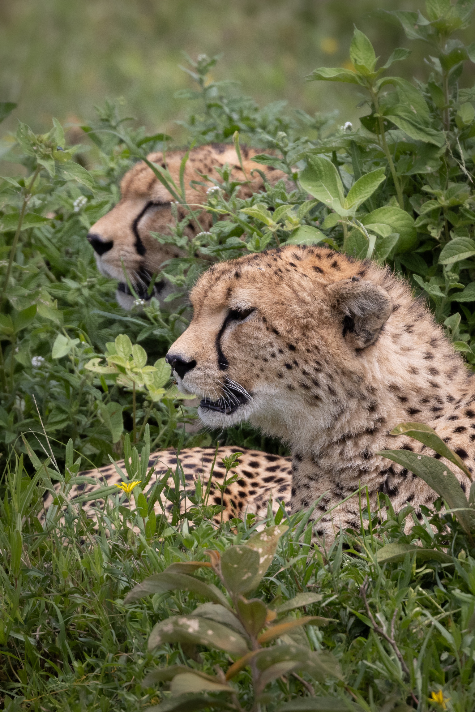 Mark and Jean Skilling: two cheetahs at Phinda