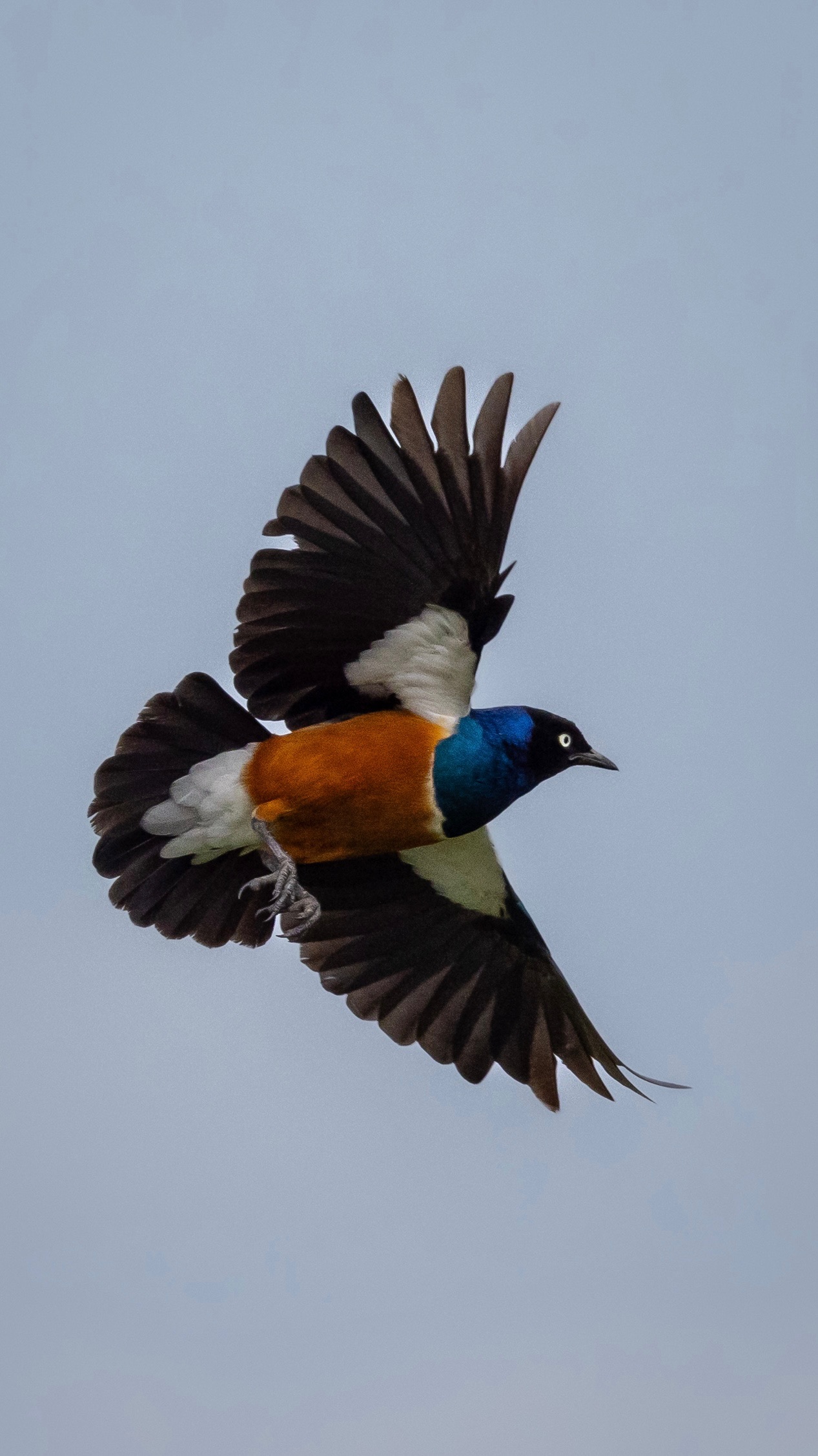 Mark and Jean Skilling: A bird at Phinda