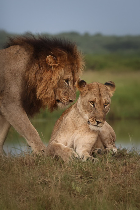 Mark and Jean Skilling: male and female lion