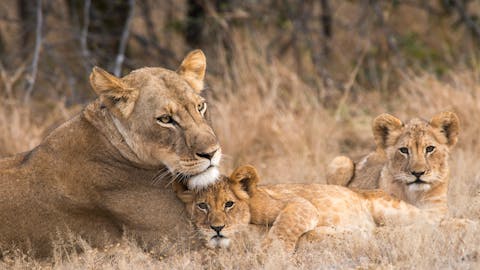 Okavango Wilderness Project - A lioness and her cubs in the Okavango