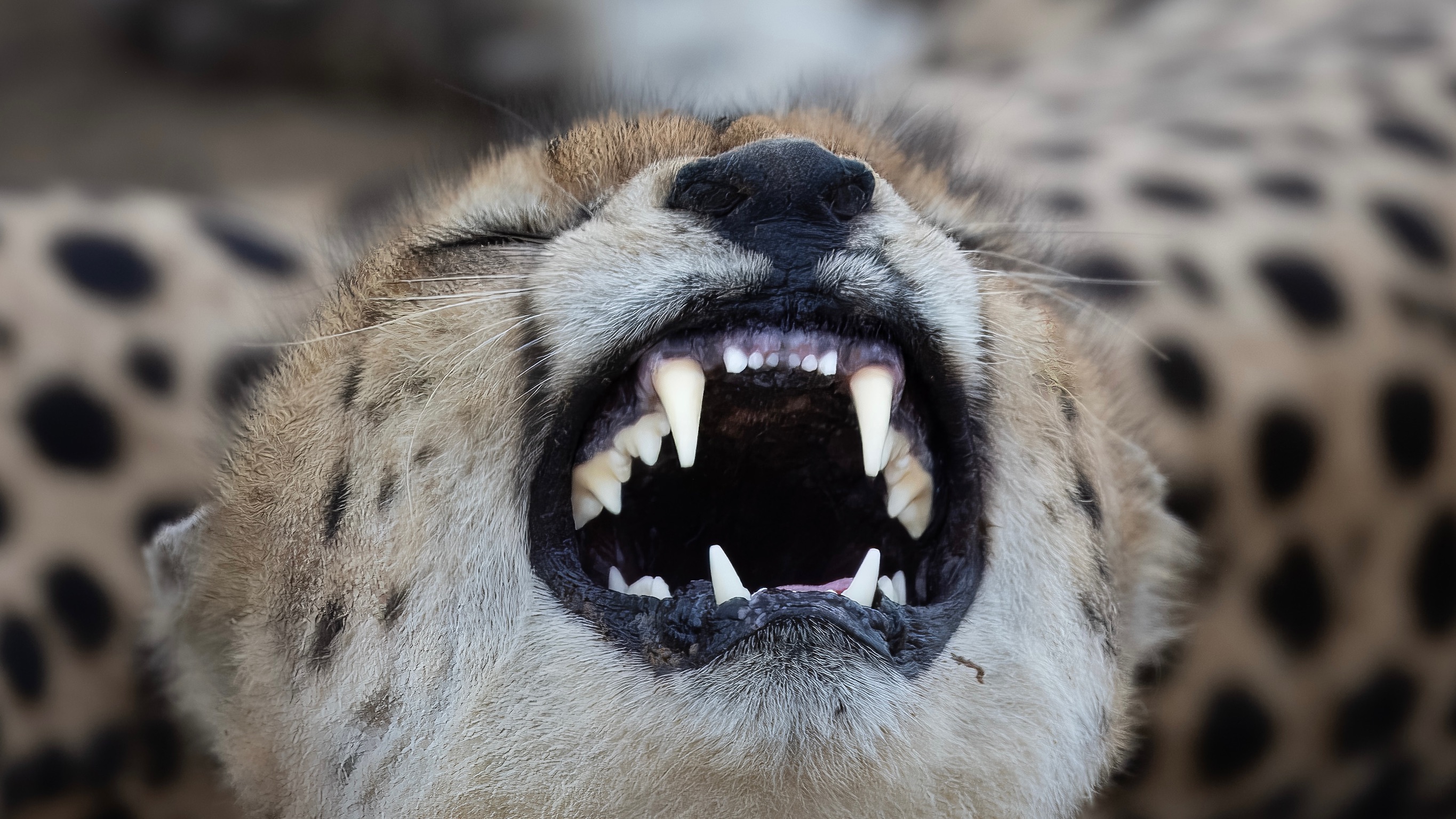 Mark and Jean Skilling: A cheetah at Phind