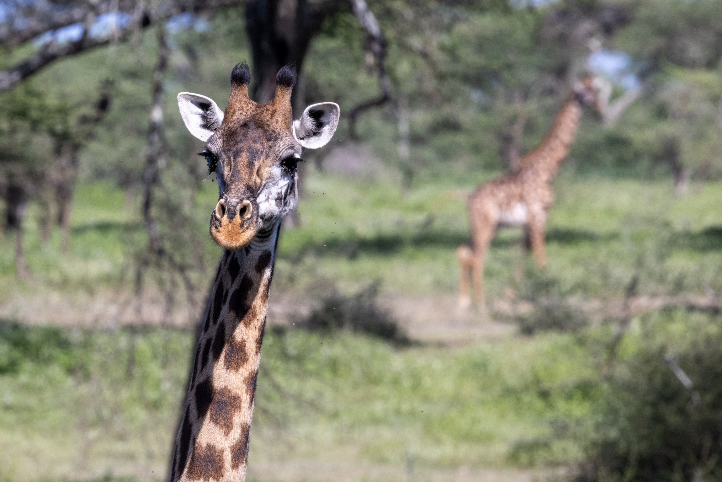 Mark and Jean Skilling: giraffes at Phinda