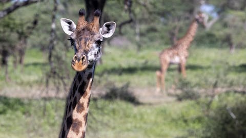 Mark and Jean Skilling: giraffes at Phinda